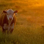Parmessar dringt aan op meer vleesproductiebeleid