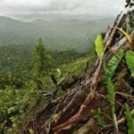 Suriname Past Biodiversiteitsstrategie aan Volgens Internationale Normen