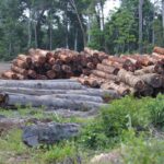 Bos Autoriteit Suriname: Nieuwe Toezichthouder voor Betere Inkomsten en Efficiëntie in Bosbouw