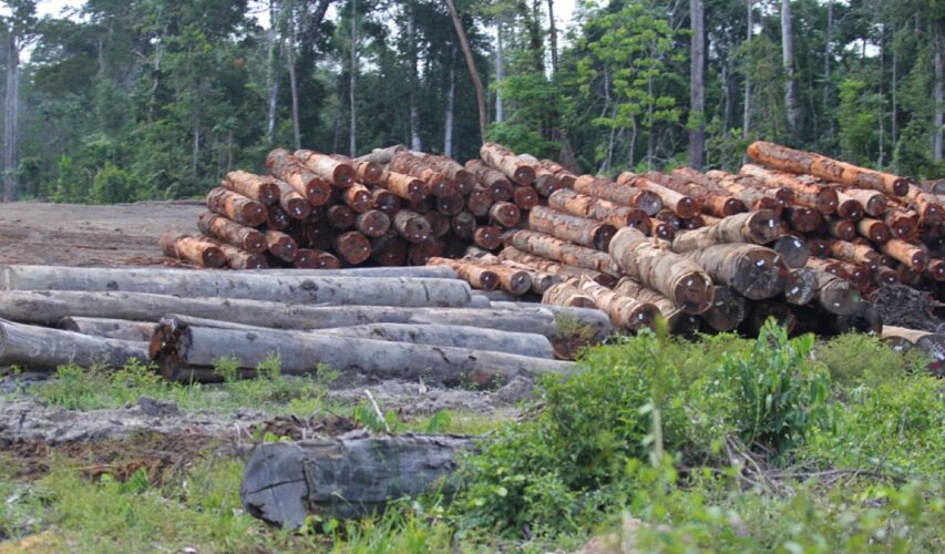 Bos Autoriteit Suriname: Nieuwe Toezichthouder voor Betere Inkomsten en Efficiëntie in Bosbouw